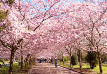 NiSSaN: premier mois de l’année hébraïque? Vidéos