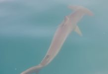 Ashdod: présence insolite près des plages (vidéo)