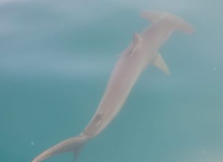 Ashdod: présence insolite près des plages (vidéo)
